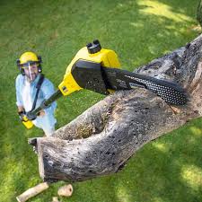 Best Tree Health Inspection  in Edgewood, FL