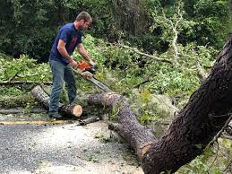 Best Utility Line Clearance  in Edgewood, FL