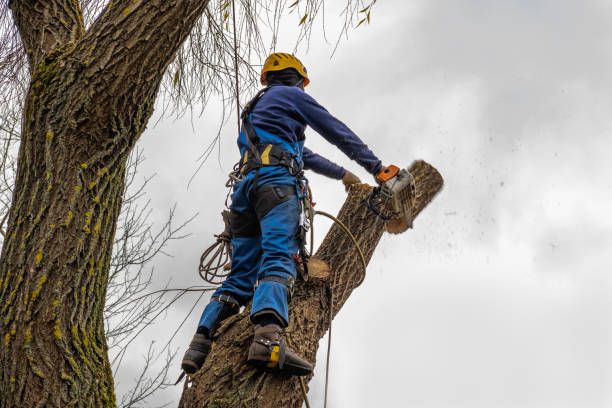 Tree and Shrub Care